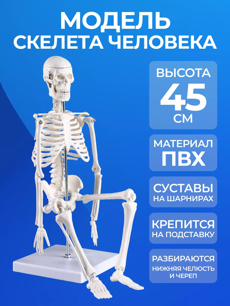 Модель Скелета Человека Купить