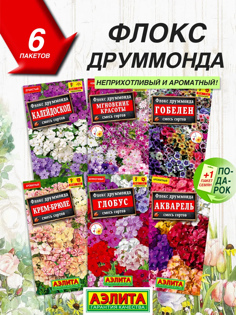 Флоксы Однолетние Купить Семена